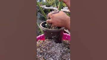 How to Propagate Monstera Adansonii ASMR 🌳|#houseplants #asmr #asmrvideo #shorts  #plantlovers