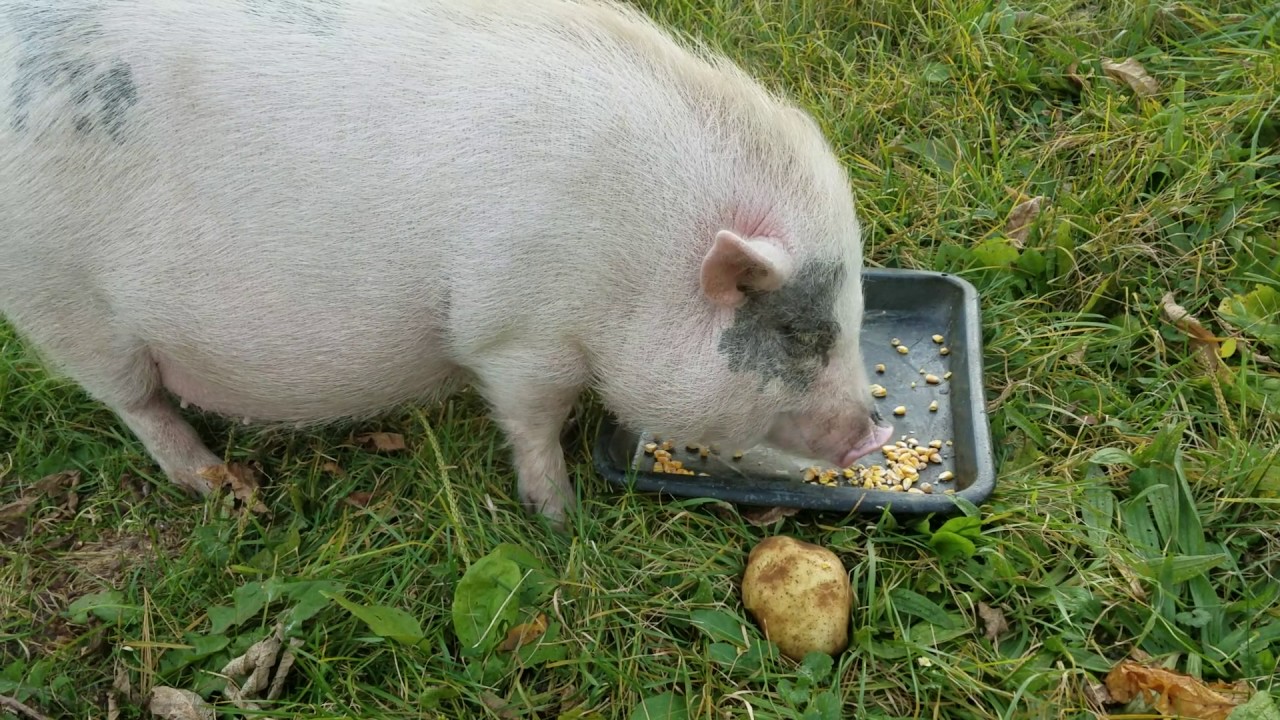 Pets Juliana Pigs Potbelly YouTube