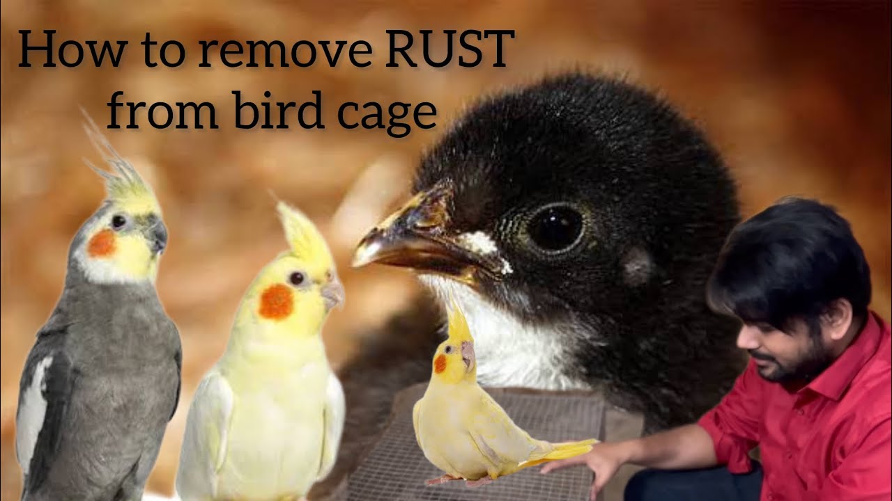 Vlog 13 How to remove Rust from bird cage. How to remove rust on