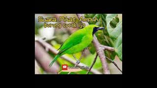 Suara Pikat burung cucak ijo dijamin ampuh auto lansung turun