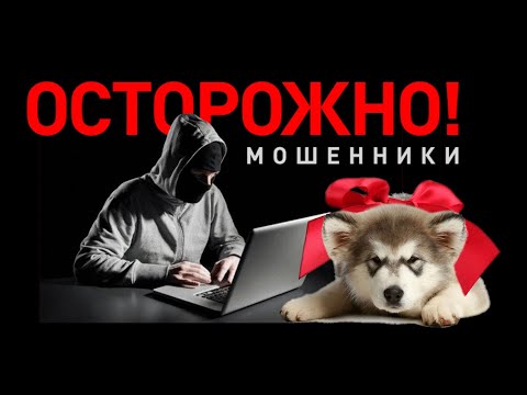 Видео: Покупка щенка. Осторожно мошенники!