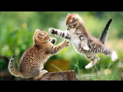 Download if your cat is John Cena!!! #2 😂 Funny Animals Videos 😂 2021 (watch till the end)