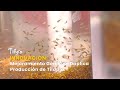 Innovación: Mejoramiento Genético Duplica Producción de Tilapia - TvAgro por Juan Gonzalo Angel