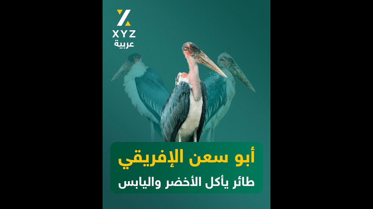 أبو سعن الإفريقي (طائر يأكل الأخضر واليابس) - YouTube