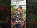 How to take care of rhododendrons Let me explain it in detail today#Xiao Fan