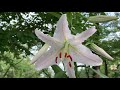Casa Blanca Lily Fragrant Blooms 😍