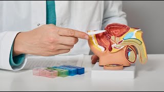 الجهاز التناسلي الذكري || male reproductive system