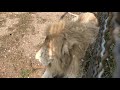 Львиное сердце и его друзья отдыхают в теньке) Тайган The white lion and his comrade lions. Taigan