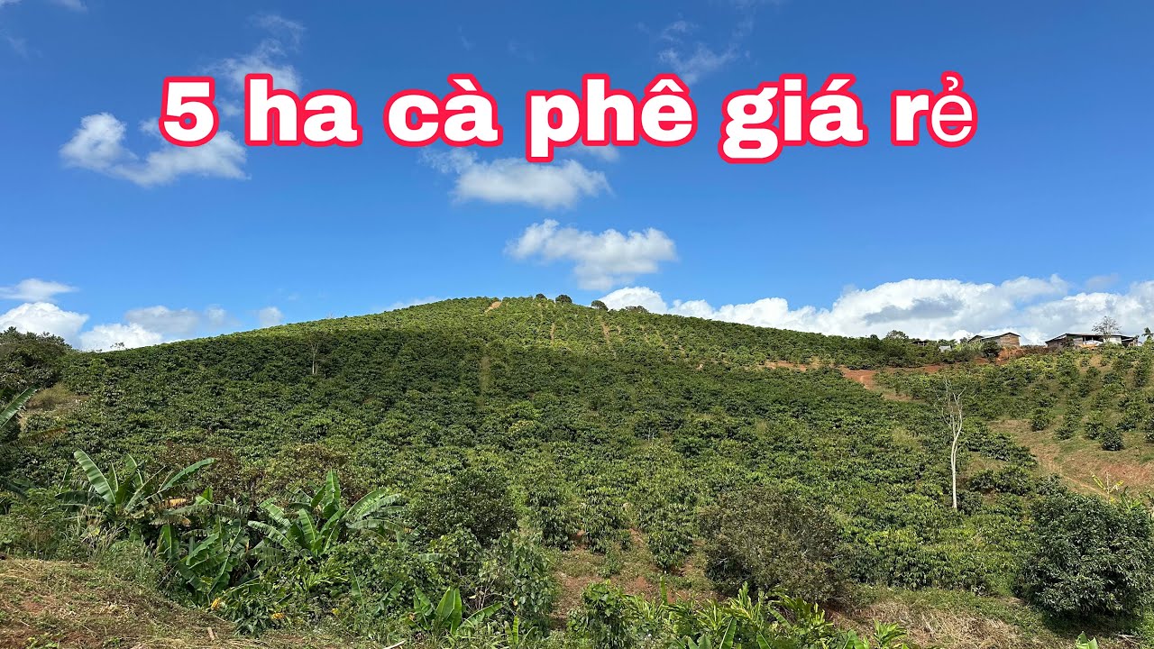 5 Ha Cà Phê Giá Rẻ 