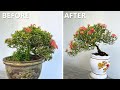 How I Revived My Ixora with Pruning and a New Pot