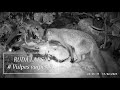 Wild Animals. RUDĀ LAPSA /Vulpes vulpes/. Dabas stūrītis savvaļas putniem, dzīvniekiem. 8. daļa.