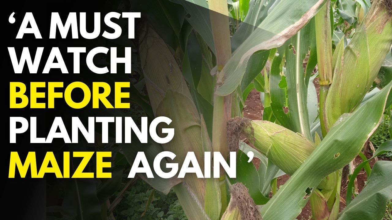 affordable-maize-farming-techniques-in-kenya-cost-and-profit-of-maize