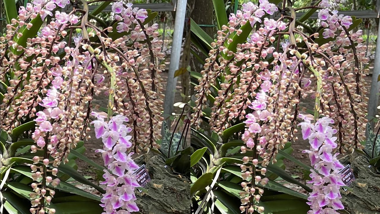 Lan đuôi Cáo phân nhánh- 16 nhánh. Sơn cầm