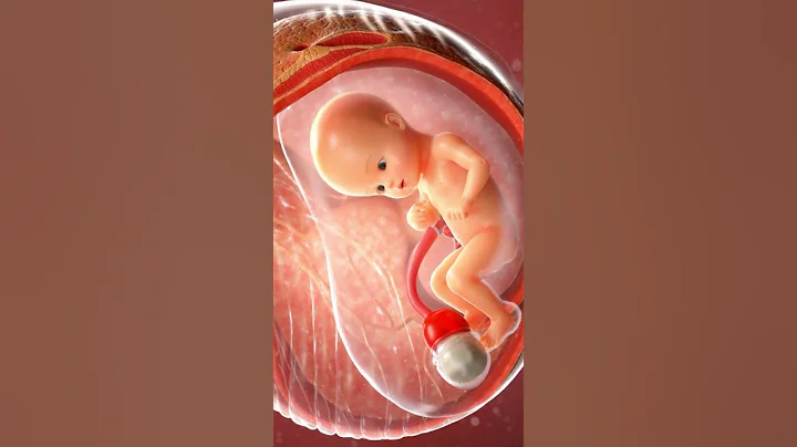 The Miracle of Fetal Development: A Baby's Journey Inside the Womb 🤰✨#short  #miracleinmotion #baby