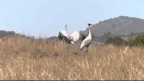 Thumbnail of Dancing Brolgas - Music 1