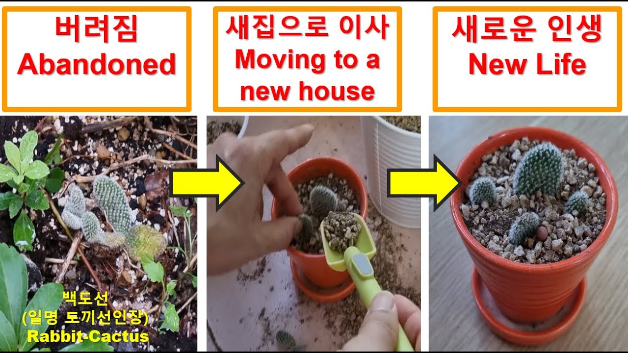 길가에 버려진 토끼선인장(백도선) 입양한 사연! Story of growing a cactus (aka rabbit cactus ...