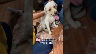 My Dog Grooming Session (Max) #dog #viral #pets #doglover #labrador #trending #love #shorts #dogs