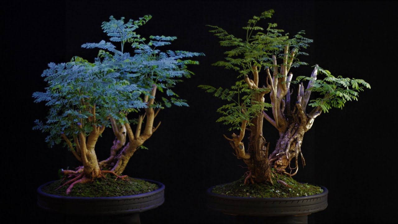 Flamboyant mirim - Bonsai em projeto - do Solo para os Vasos (Caesalpinia pulcherrima) vídeo 2