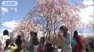 世界で桜祭りが Nyや ベルリンの壁 跡地でも 14 04 28 Youtube