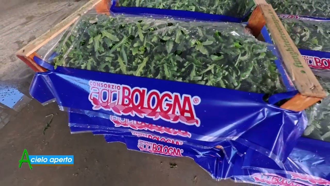 Puntata del 22-02-2026 - 3° parte LA RUCOLA, PASSIONE ANTICA DI MARCO OTTAVIANI