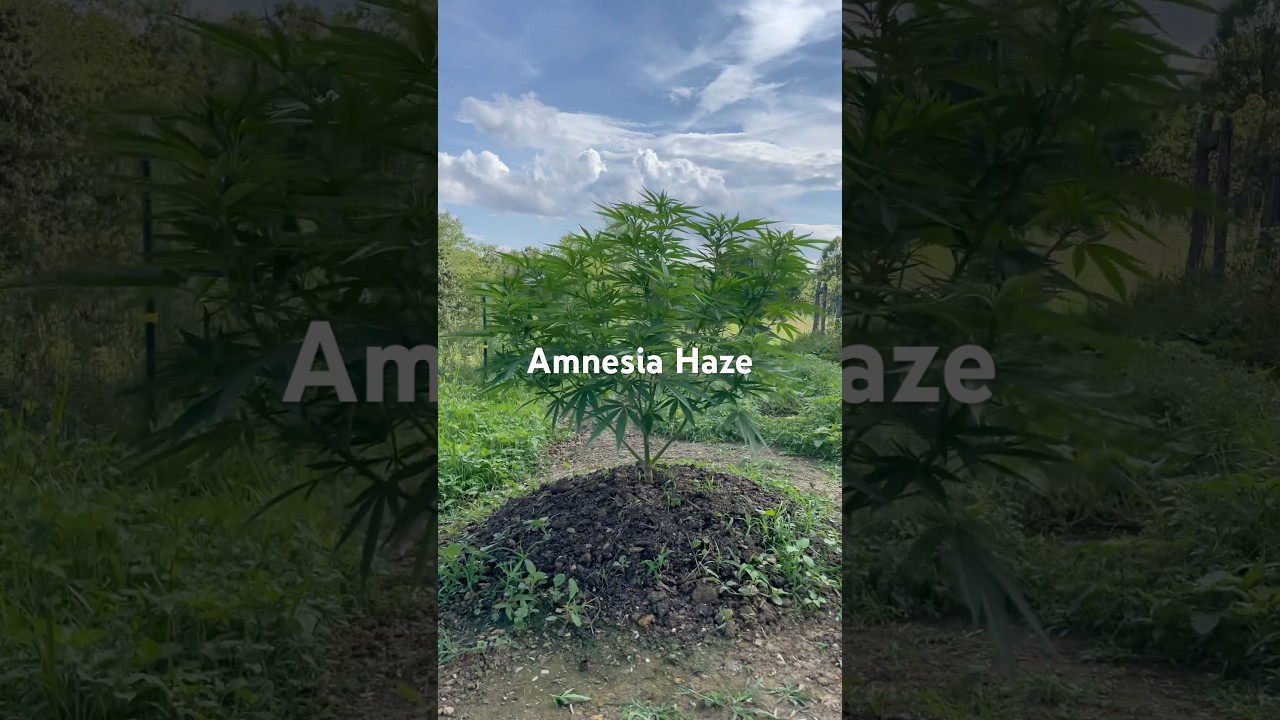 Amnesia Haze Outdoor Garden Grow July 17 2025 
