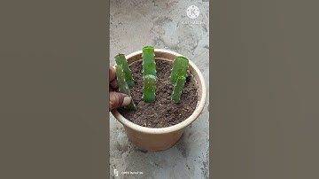 I Tried Growing Aloe Vera In The Desert#shorts #cuttingskills #aloevera