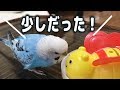 【お喋り】自分のオヤツが少しだということを知ってしまったインコ　Budgie Finds out His Snack Isn't That Much...