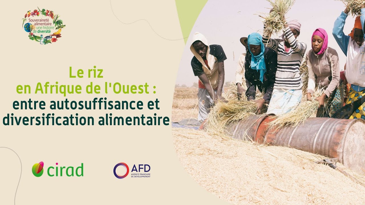 Le riz en Afrique de l’Ouest : entre autosuffisance et diversification alimentaire