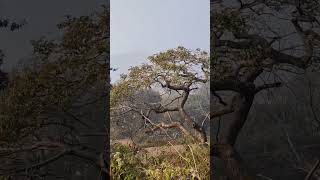 jharkhand. ❤️ #vairalvideo