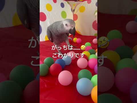 ボールテントで遊ぼ ヨウムほーちゃんタイハクオウムがっち シーズーあずちゃん