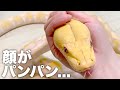 顔がパンパンに腫れ上がったニシキヘビ【アミメニシキヘビ】