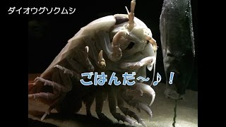 【名古屋港水族館】ダイオウグソクムシがエサを食べた！