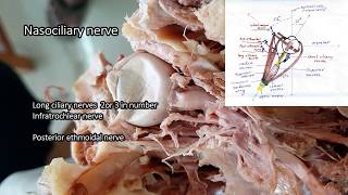 Orbit - dissection | Parts | Relations | Applied Anatomy