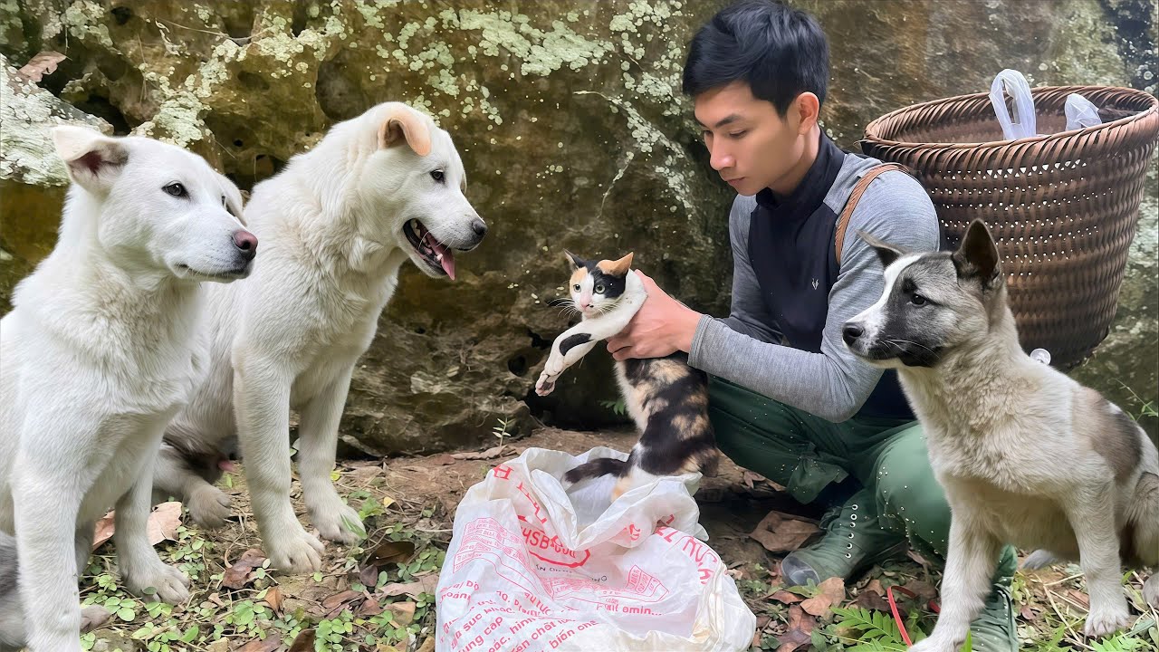 Off-Grid Life With My Dogs | We Went to Sell Vegetables… But Came Home With a Life to Save