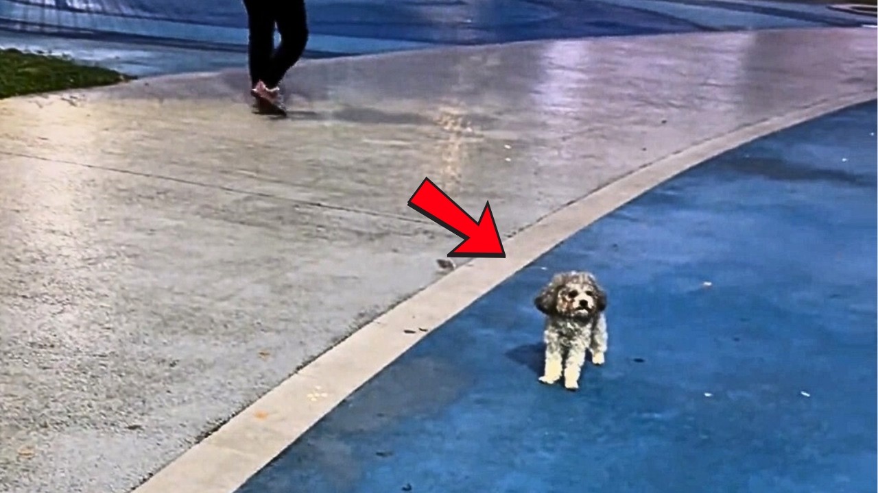 Собака потерялась и бродит на месте с испуганным и грустным взглядом, будто вот-вот заплачет.