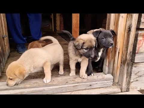 Щенки даром в