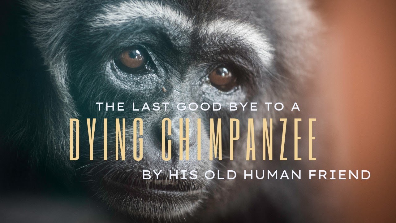 LAST GOOD BYE TO A DYING CHIMPANZEE BY HIS OLD HUMAN FRIEND YouTube
