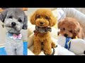 Poodle | Funny and Cute dog video compilation in 2022