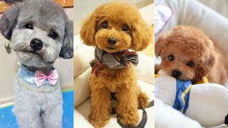 Poodle | Funny and Cute dog video compilation in 2022 by Dog Dog Dog 3,163 views 1 year ago 9 minutes, 25 seconds