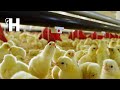 Amazing Chicken Hatchery Technology - Modern Chicken Poultry Farming Technology @HappyFarm85