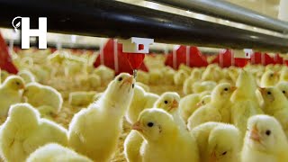 Amazing Chicken Hatchery Technology - Modern Chicken Poultry Farming Technology @HappyFarm85