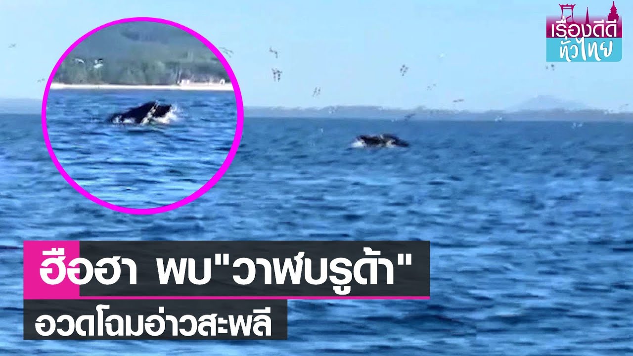 ฮือฮา! พบ"วาฬบรูด้า"เหนือผิวน้ำหาดสะพลี I เรื่องดีดีทั่วไทย I 15-9-65 | สรุปข้อมูลที่สมบูรณ์ที่สุดเกี่ยวกับอ่าว สะ พลี
