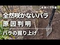 《冬季必須バラ作業③/絶不調のバラ掘り上げ編》やっぱり原因はコイツだ!!地植えで調子の悪いバラは冬の間に掘り上げましょう!