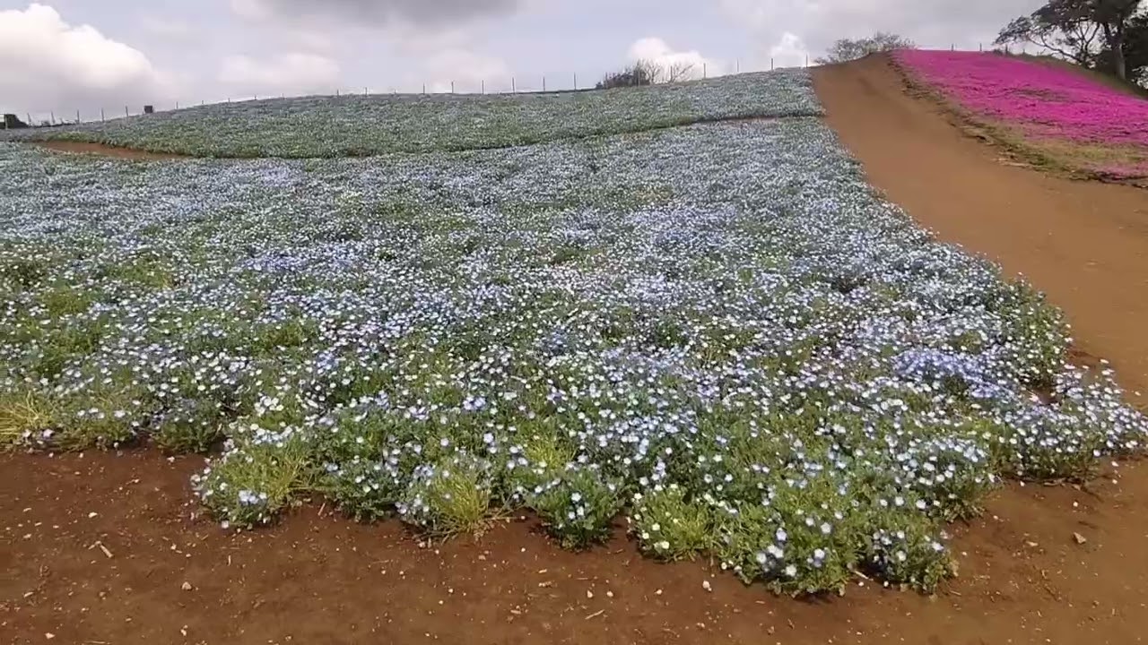 東京ドイツ村 ネモフィラ開花状況 22年4月19日 Youtube