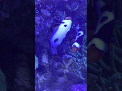 Fancy Clownfish laying