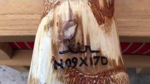 Agave 9 ( How to make an Agave Didgeridoo )