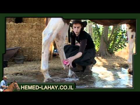 וִידֵאוֹ: איך שוטפים סוס