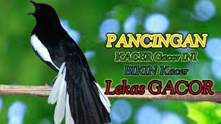 SUARA KACER PEMANCING – BIKIN KACER BAHAN LANGSUNG NYAUT GACOR!