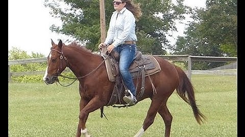 Mr Smart Kat      ***For info, price, etc., go to our website*** Valley View Ranch