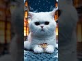 ミニチュア猫🐈マッチ売りの猫❄️🐾Miniature cat 🐈 The Little Match Cat #cat #asmr #癒し動画 #cute